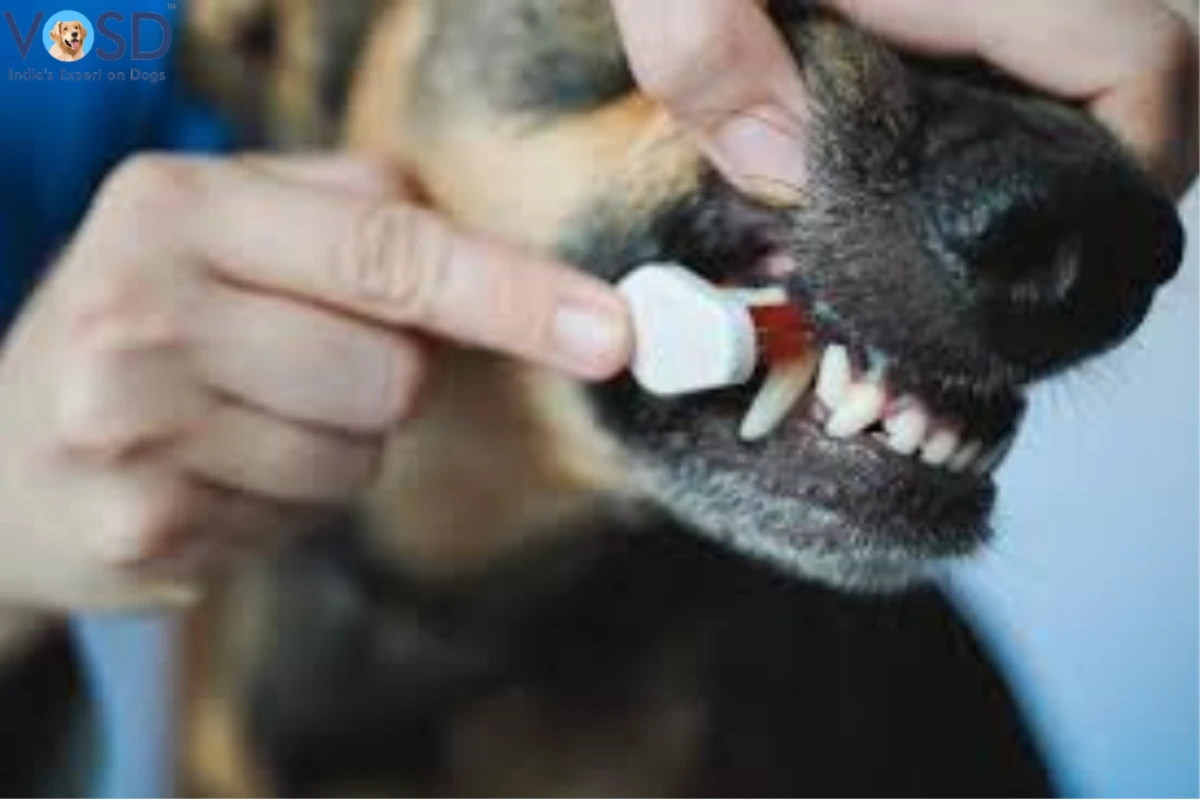 Cost of Dog Dental Treatment in India Cleaning & Extraction Dog Dental problem