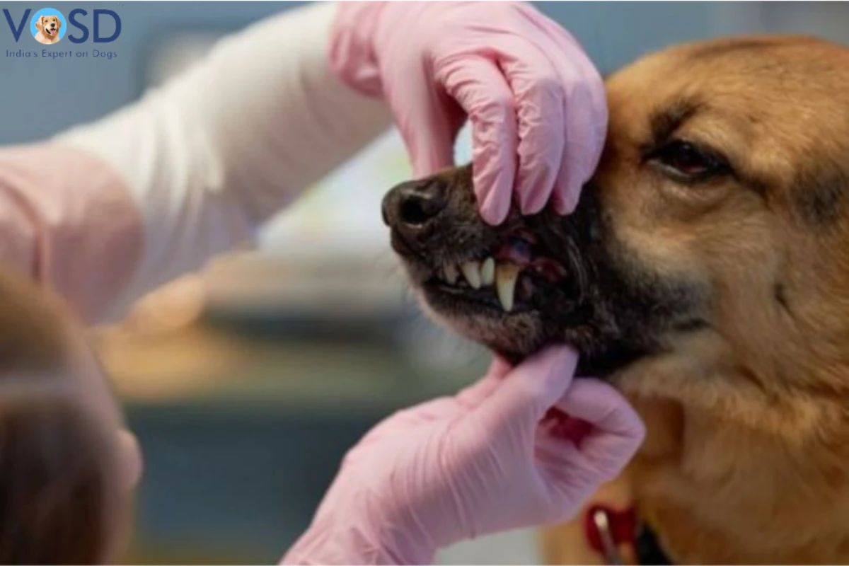 Dental X-Rays in Dogs Why They Are Important for Oral Health Dental X-Rays in Dogs Why They Are Important for Oral Health