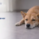 A tan dog lies on a gray floor, looking tired or unwell. The text "Dog Fever" suggests the dog might be sick. The image conveys concern.