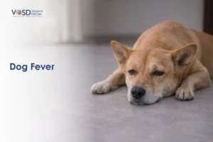A tan dog lies on a gray floor, looking tired or unwell. The text "Dog Fever" suggests the dog might be sick. The image conveys concern.
