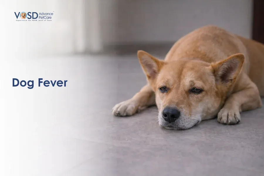 Dog Fever A tan dog lies on a gray floor, looking tired or unwell. The text "Dog Fever" suggests the dog might be sick. The image conveys concern.