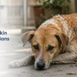 A sad, brown dog with patchy skin infections lies on the ground. Text on the image reads "Dog Skin Infections" with a logo in the corner.