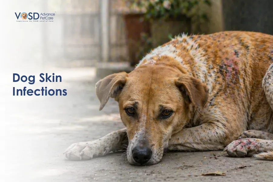 Dog Skin Infections A sad, brown dog with patchy skin infections lies on the ground. Text on the image reads "Dog Skin Infections" with a logo in the corner.