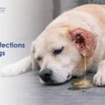 A sad-looking dog rests its head on the floor, with an infected ear oozing discharge. Text reads "Ear Infections in Dogs" on the left.