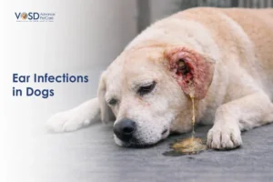 A sad-looking dog rests its head on the floor, with an infected ear oozing discharge. Text reads "Ear Infections in Dogs" on the left.