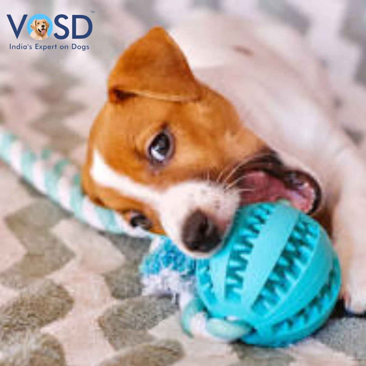 Puppy Teething Guide Signs, Timeline & Safe Chewing Solutions Puppy Teething Guide Signs, Timeline & Safe Chewing Solutions