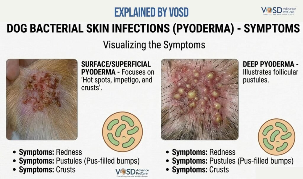 Dog Skin Infections: Causes, Symptoms & Treatment 1 dog bacterial skin infections symptoms