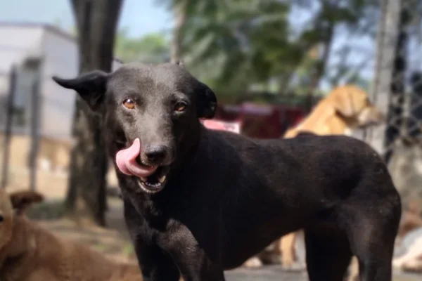 Rescue Dogs at Shelter