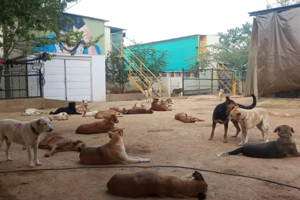 Sanctuary for dogs Sanctuary for dogs