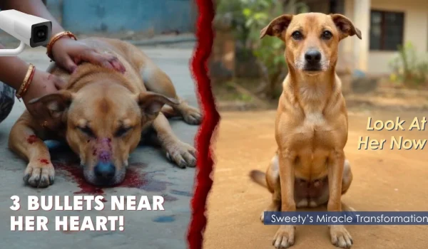 Sweety Transformation