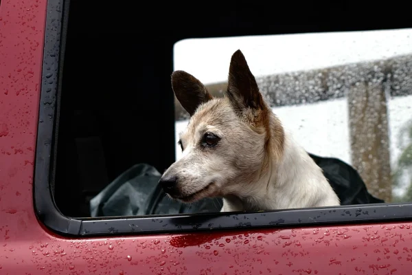 dog-425059_1920 dog-425059_1920