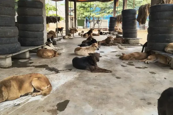 dogs in sanctuary
