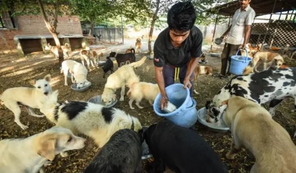 feeding dogs at VOSD