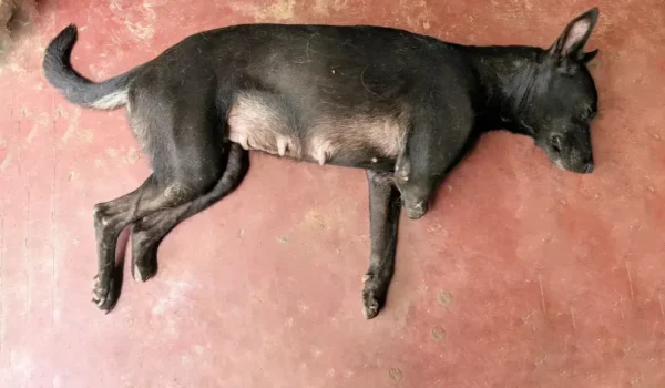 Pregnant Dog Resting on Floor