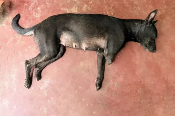 Pregnant Dog Resting on Floor