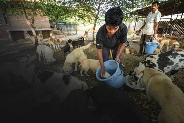 vosd Expenses vosd Expenses